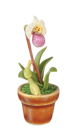 Paphiopedilum Orchid, White